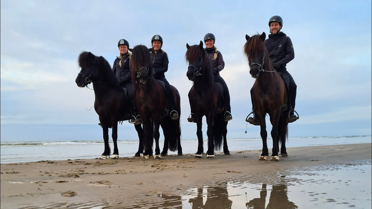 Stallions from Lindholm Høje