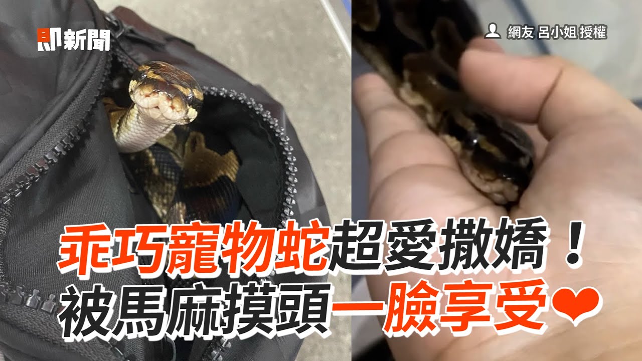 乖巧球蟒超愛撒嬌❤頭饋媽媽手上幸福討摸｜寵物蛇｜無毒蛇