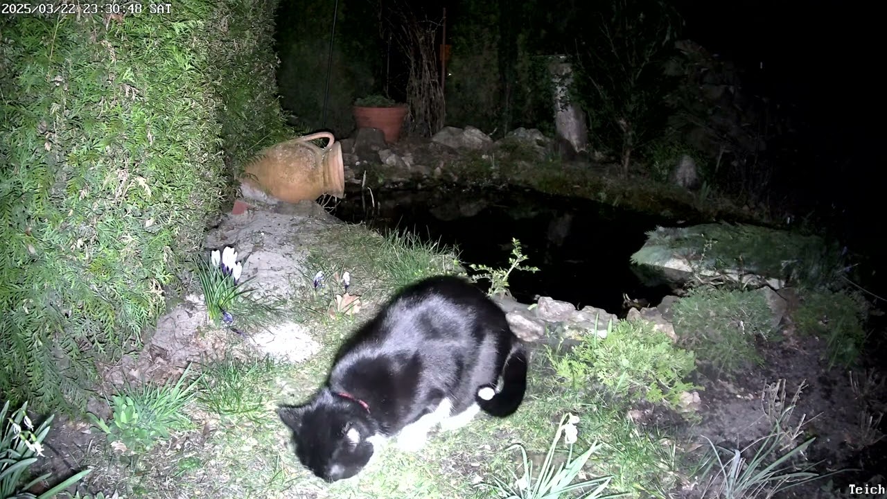 Hochbetrieb im Garten: 2 Katzen, 2 M&auml;use und ein Fuchs