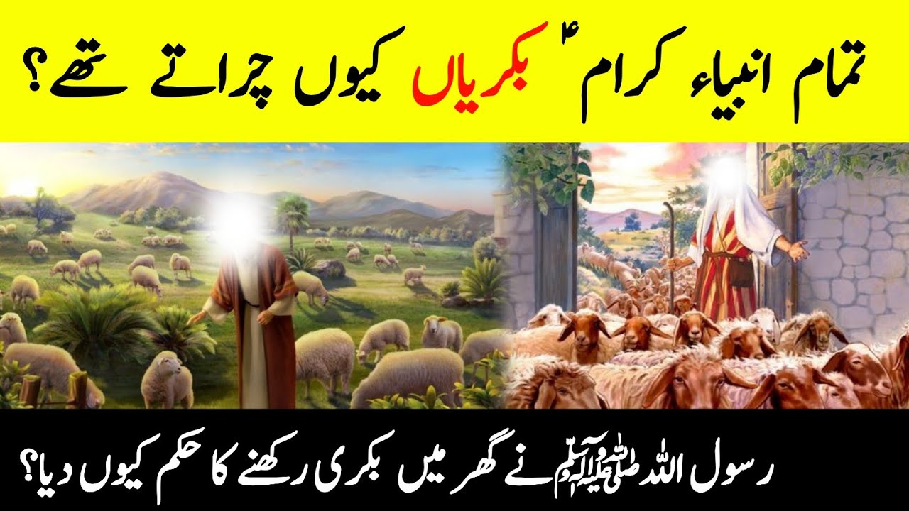 Why Did All The Prophets AS  Graze Goats? | Islamic Facts About Goats Rearing | INFO at ADIL