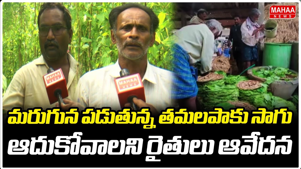 Andhra Pradesh Betel Leaf Crisis : Farmers Face Losses Despite High Prices | Ponnuru | Mahaa News