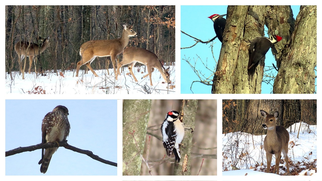 Hiking at Iroquois Park on a cold, beautiful Friday morning, January 30, 2026.