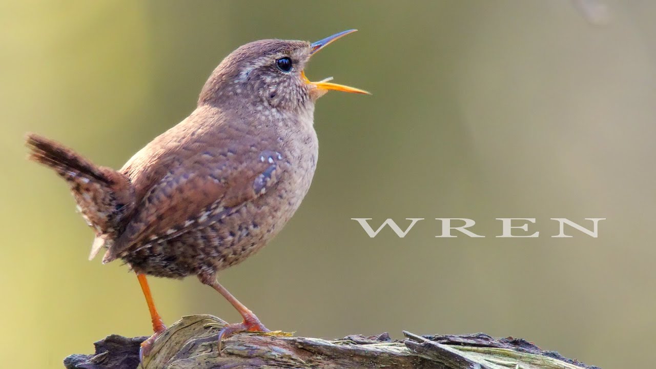 Bird sound - WREN chirping and singing, bird call and song
