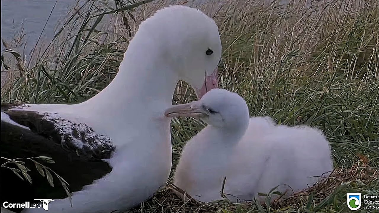 Royal Albatross - WYL 💙 is back home ! Beautiful moments with his chick 🐥👑 💕