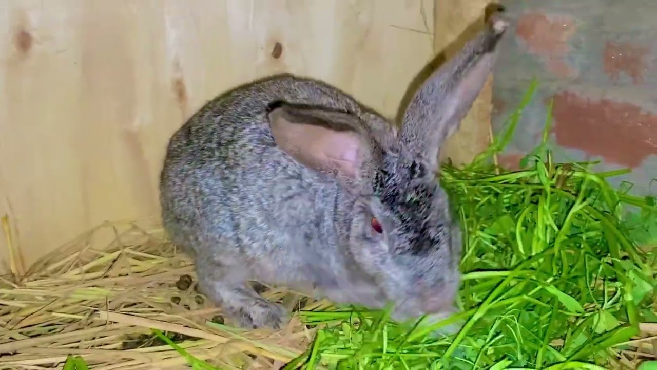 2 female Rabbit ny bachy dy dey 🥰🥰🐇🐇🐇mashallah 