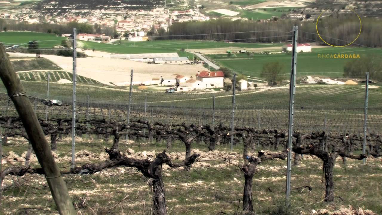 La poda - vi&ntilde;edos Bodega Finca C&aacute;rdaba