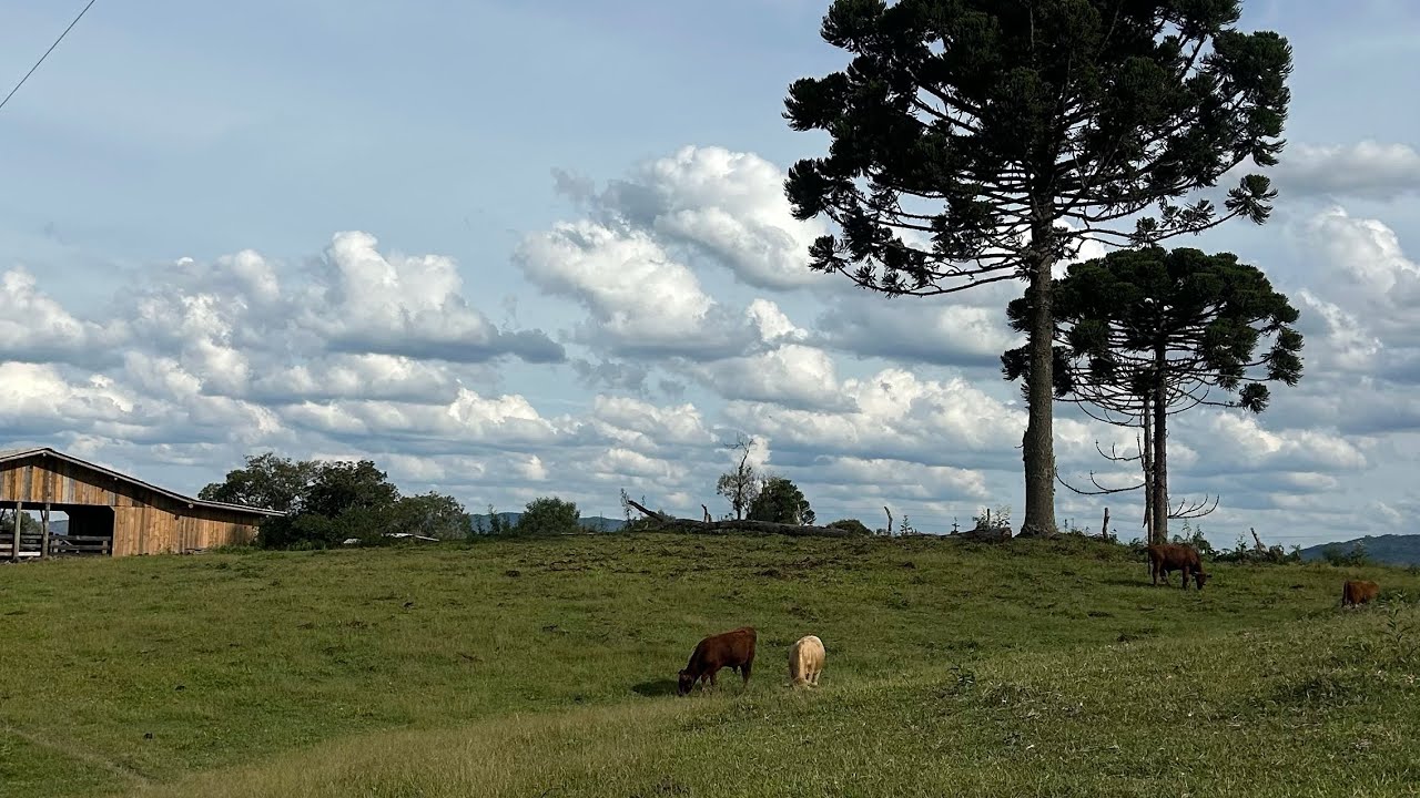 Área rural (sítio) em Lages - SC 