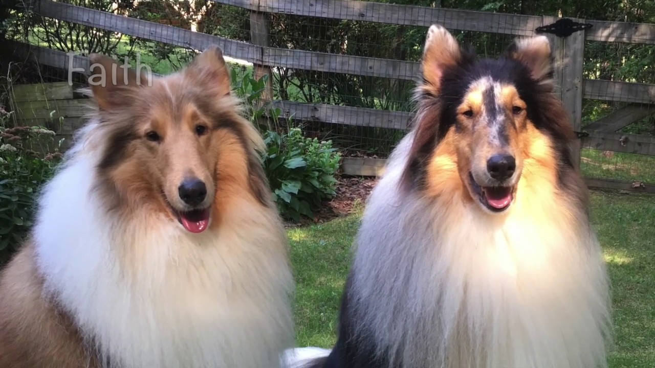 Faith's Juvenile Renal Failure Treated with Acti-Stem Therapy | Ardent Animal Health