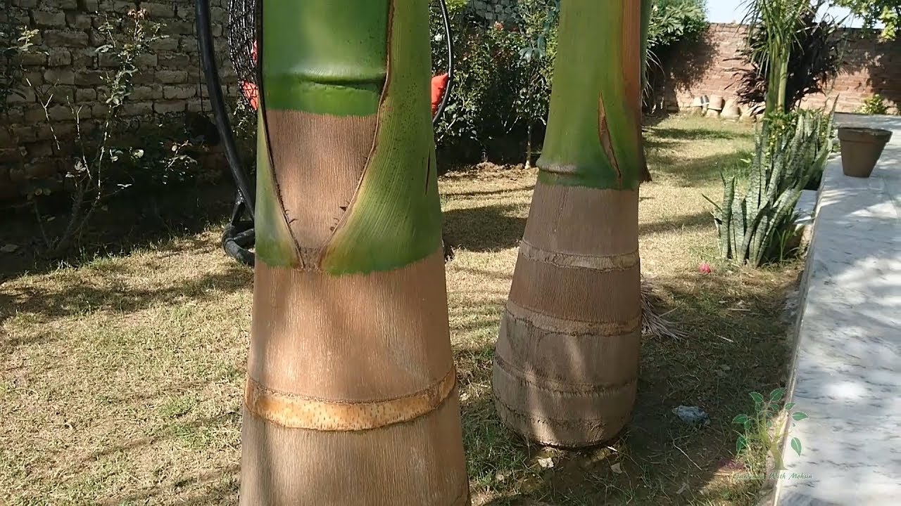 Bottle Palm/Royal Palm Trunk Care and Information