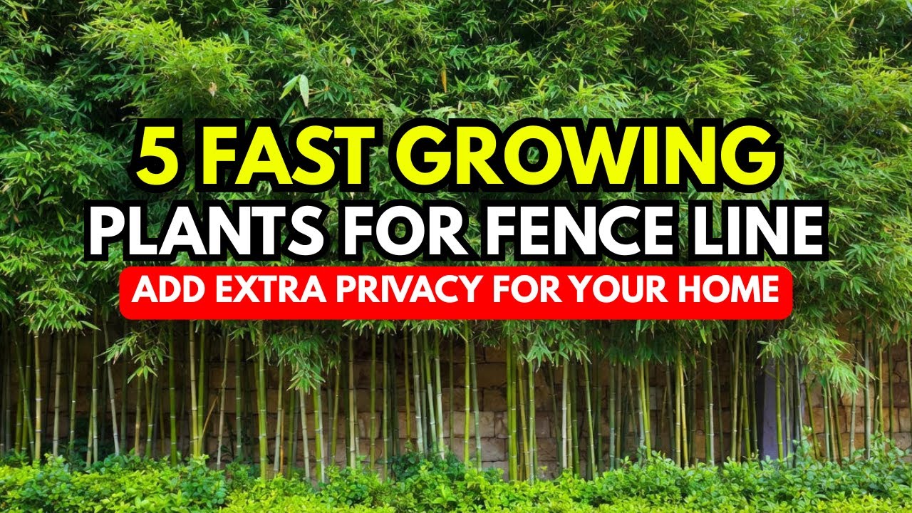 😍Plant These 5 Trees For Instant BACKYARD PRIVACY🌳| Backyard Gardening Ideas ( Beginners Guide)