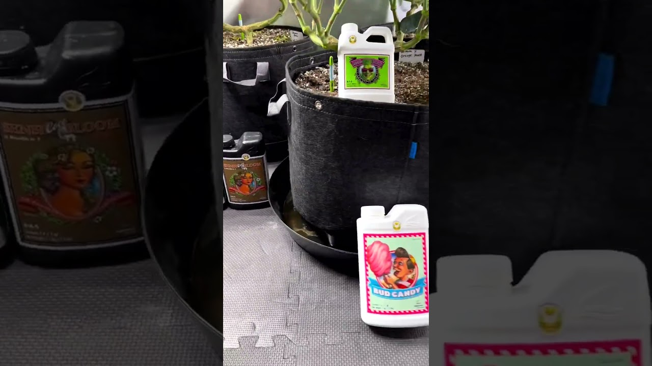 Indoor growing by marshydro FC6500 #shorts #marshydrohealth #marshydro