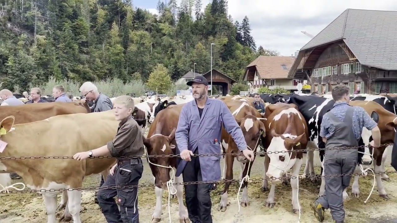 Impressionen von den Beständeschauen 2025