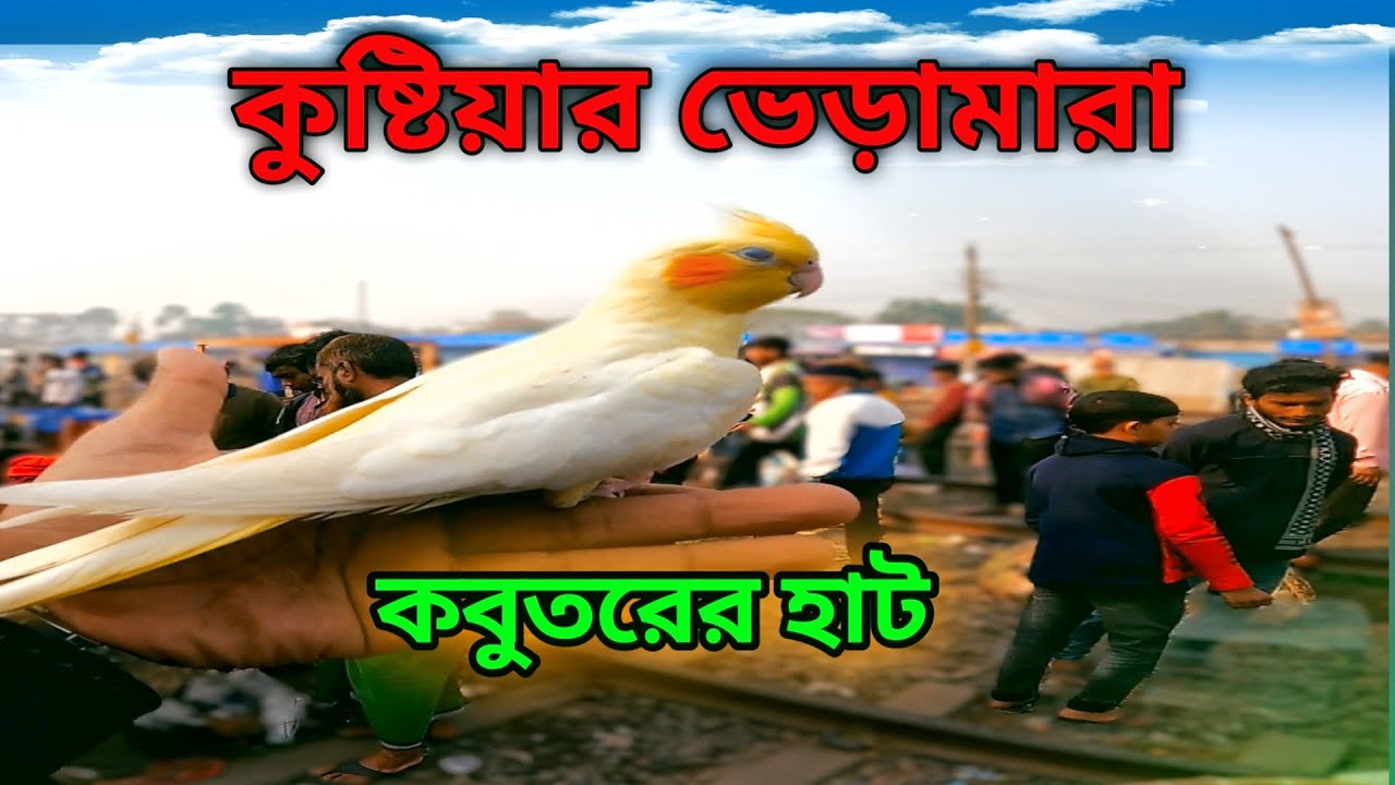 কুষ্টিয়া ভেড়ামারা কবুতরের হাট || pigeon market