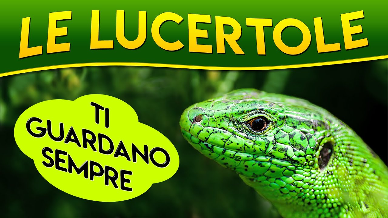 Le Lucertole ti guardano sempre ► Puntata 12
