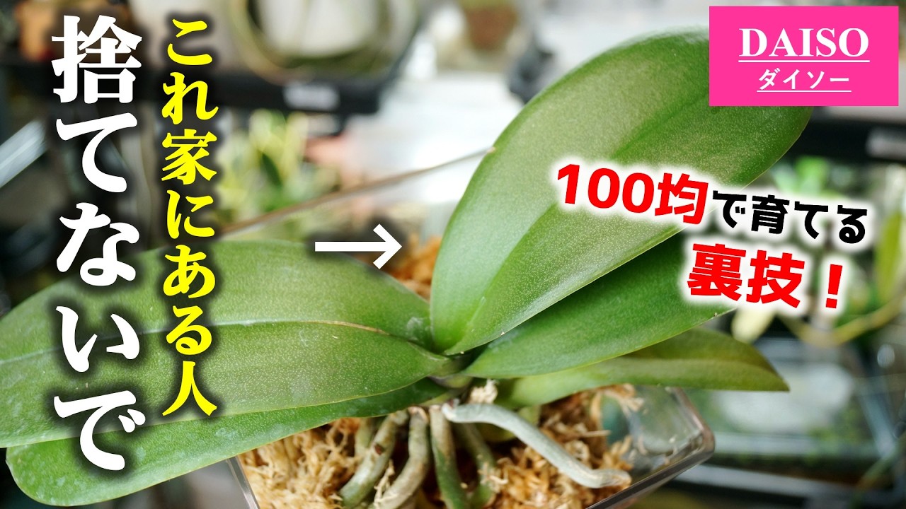 【100均】まさか捨ててない…？花が終わったアノ植物がたったこれだけでゴミ箱行きから復活します！【胡蝶蘭の育て方】