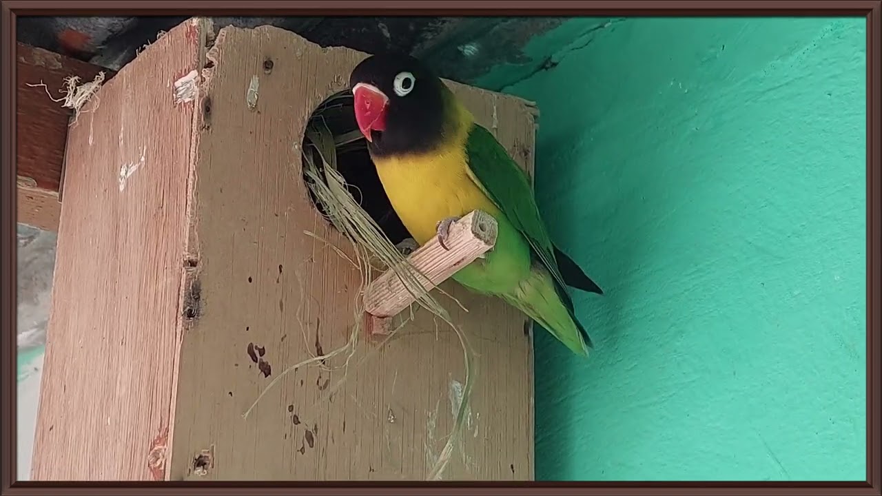 Reproduction des Inséparables, volière (Lo♡eBirds)