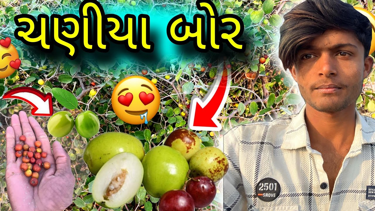ચણીયા બોર || Jujube Chaniya Bor 🥑