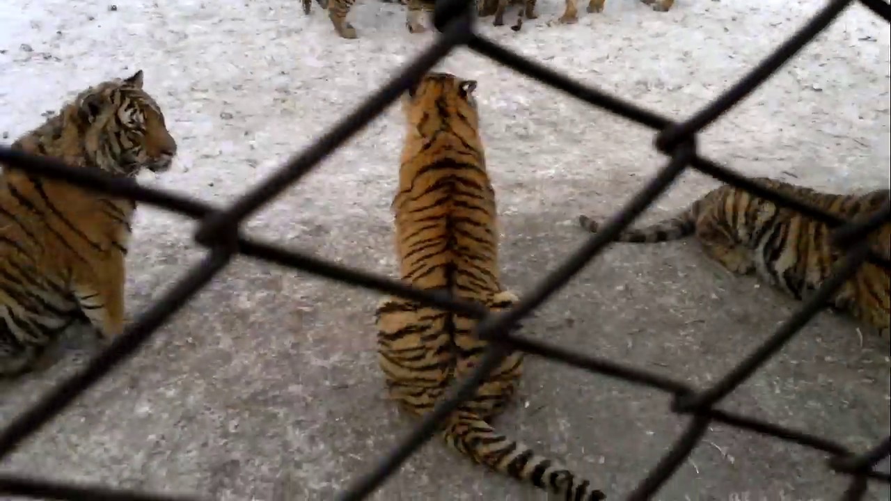 Feeding chickens to Siberian Tigers