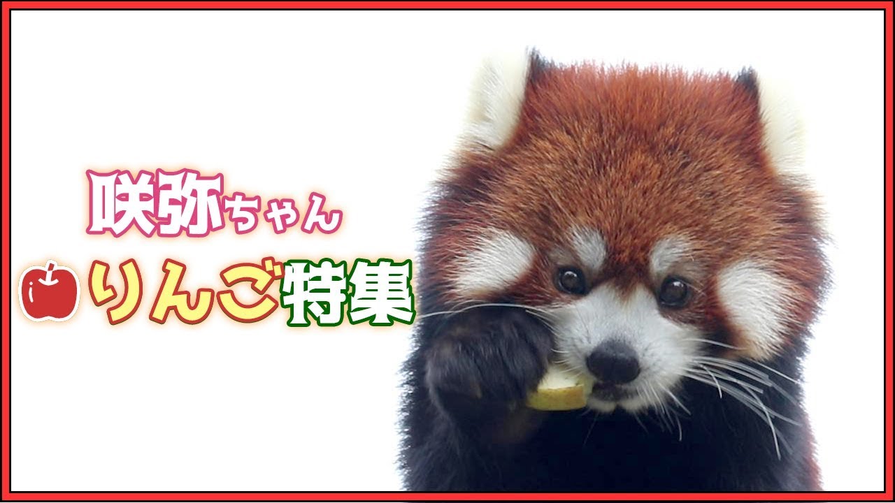 レッサーパンダ 咲弥ちゃん🍎りんご特集 天王寺動物園 Red panda Sakuya Apple special feature Osaka Tennoji Zoo