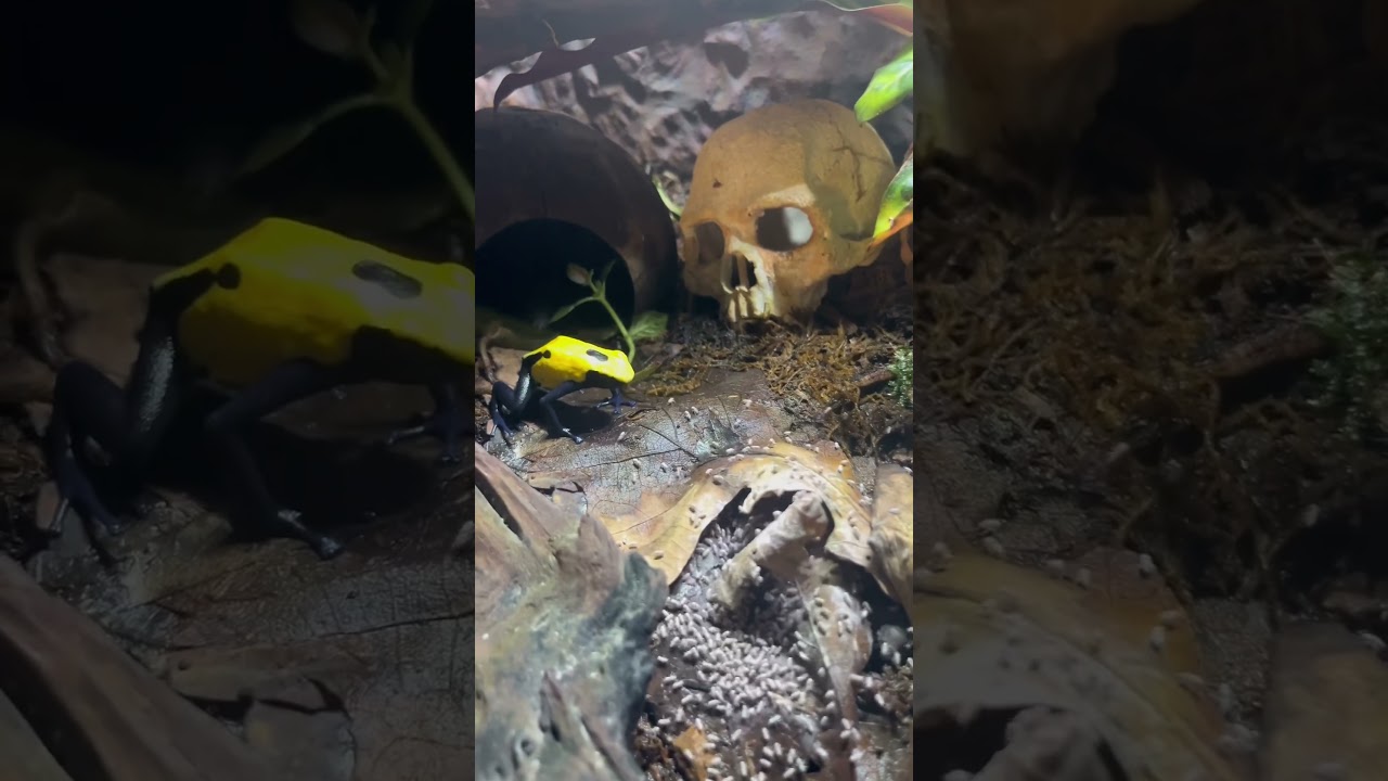 Feeding My Poison Dart Frogs!  #amphibians #reptiles #frogs #dartfrogs #feedingfrogs