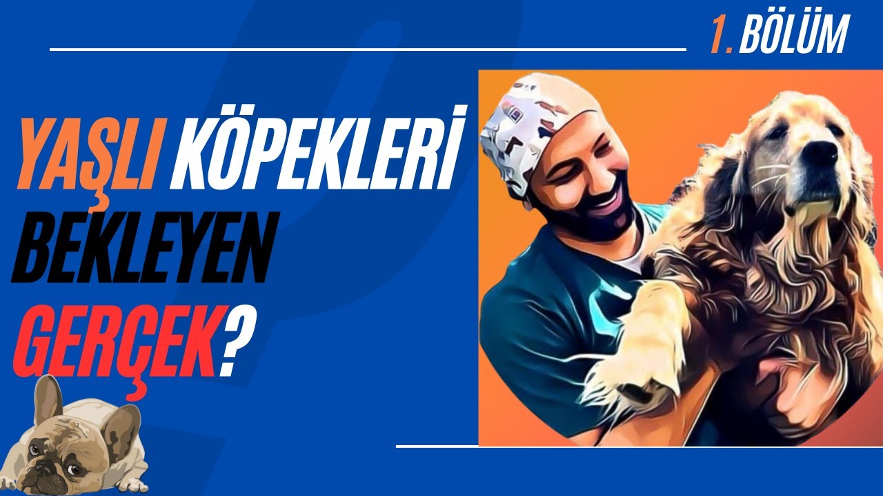 YAŞLI KEDİ VE KÖPEKLERİ BEKLEYEN GERÇEK - Yaşlı Köpek Bakımı / 1. Bölüm #veteriner