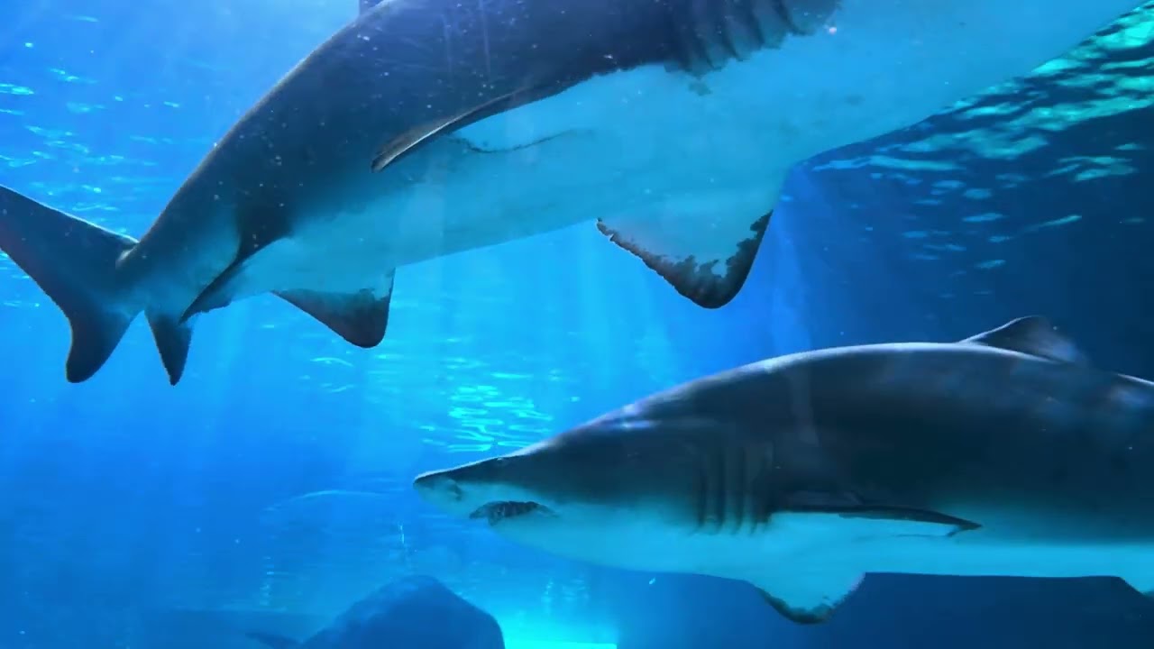 Toronto Aquarium Marine Life 🐠 | Relaxing Ocean Vlog for Calm & Travel Inspiration | Part 4