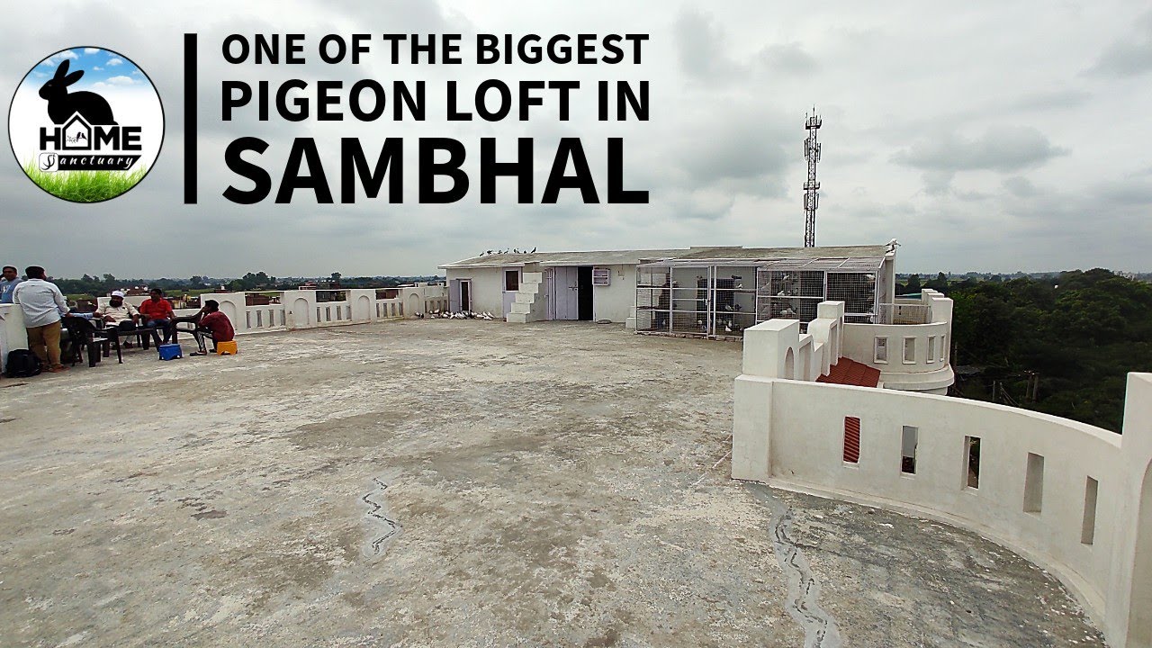 One of the biggest Pigeon Loft in Sambhal | @TheHomeSanctuary