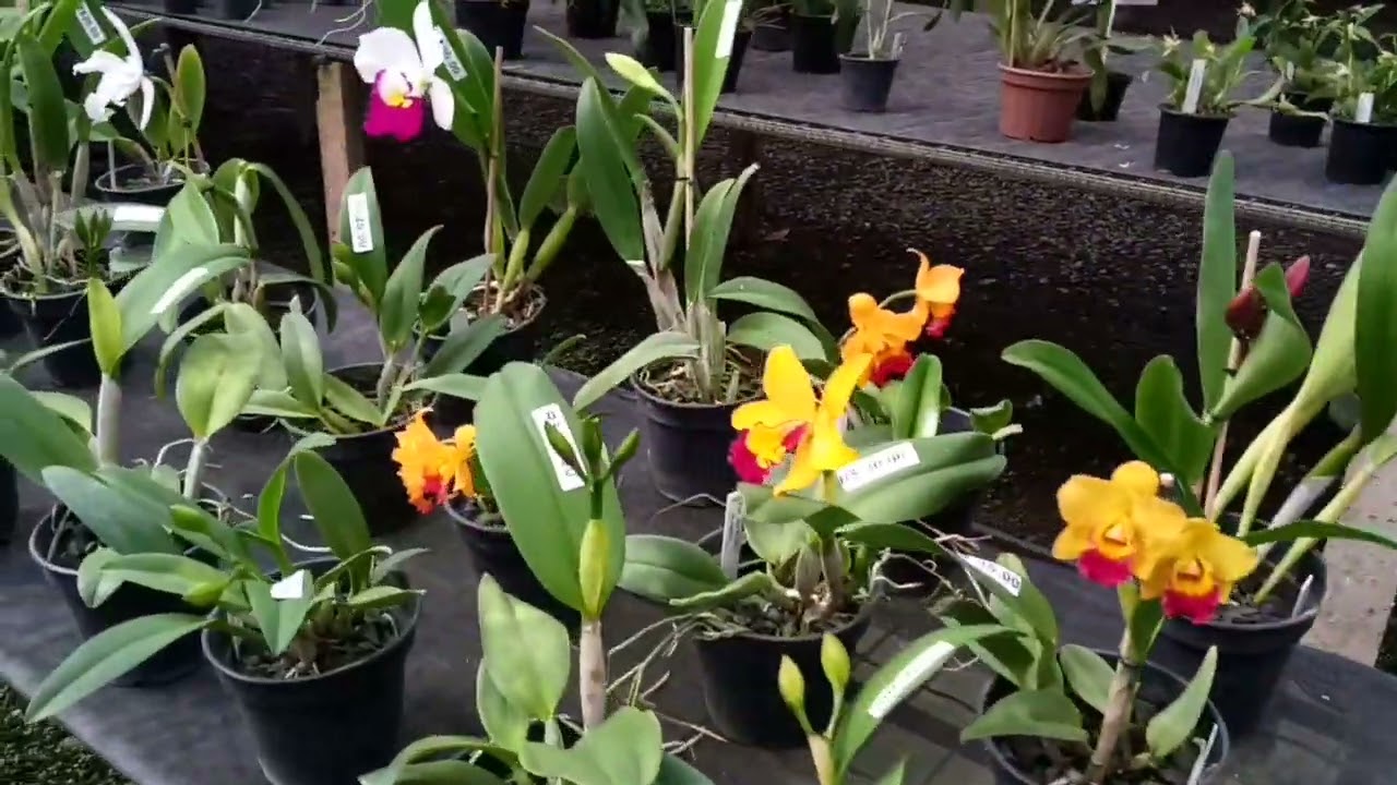 Orquidário Santa Bárbara - Santa Bárbara D'Oeste SP