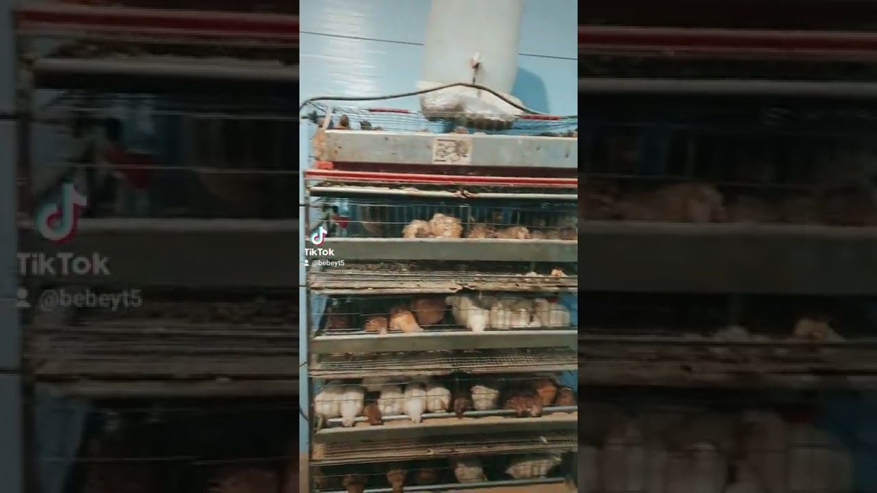 prepelite/tiktok