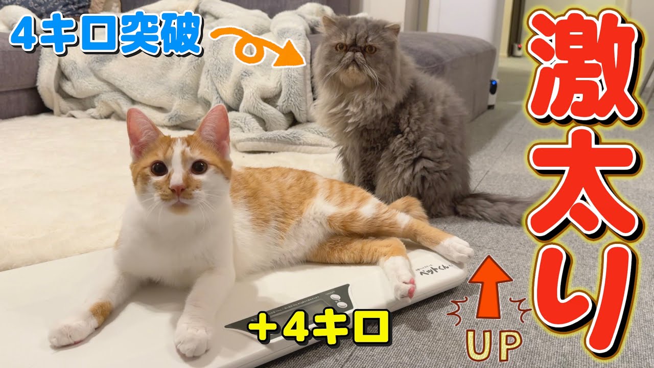 【衝撃】猫たちの身体測定をしたら全員1.5倍太ってるんだけどなんで？笑