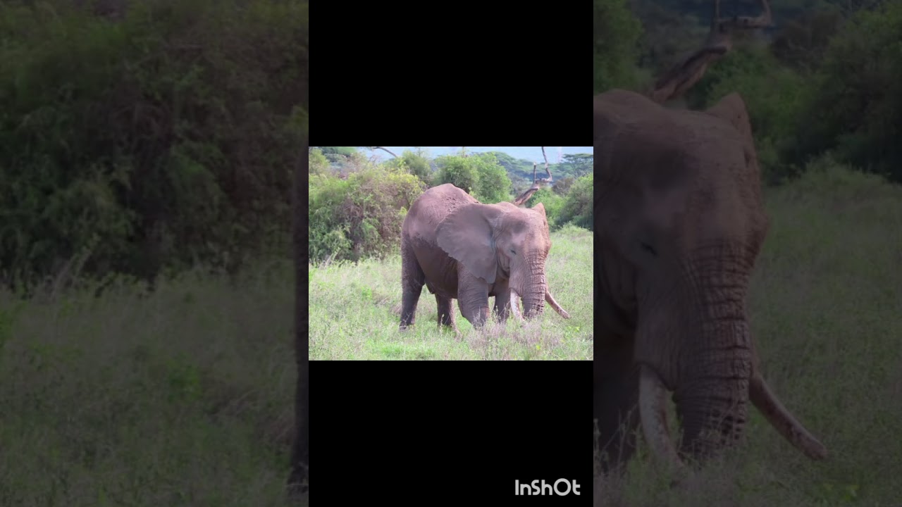 Lundi 9 Mars Amboseli 