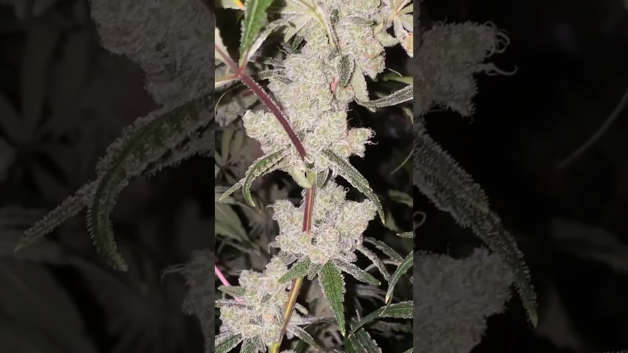 2 Phenos of Frozen Bag From Robinhood Seeds Day 54