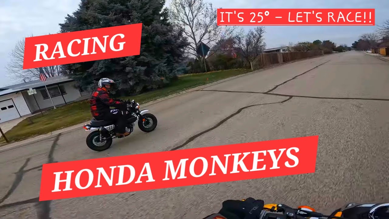 RACING HONDA MONKEY 125's