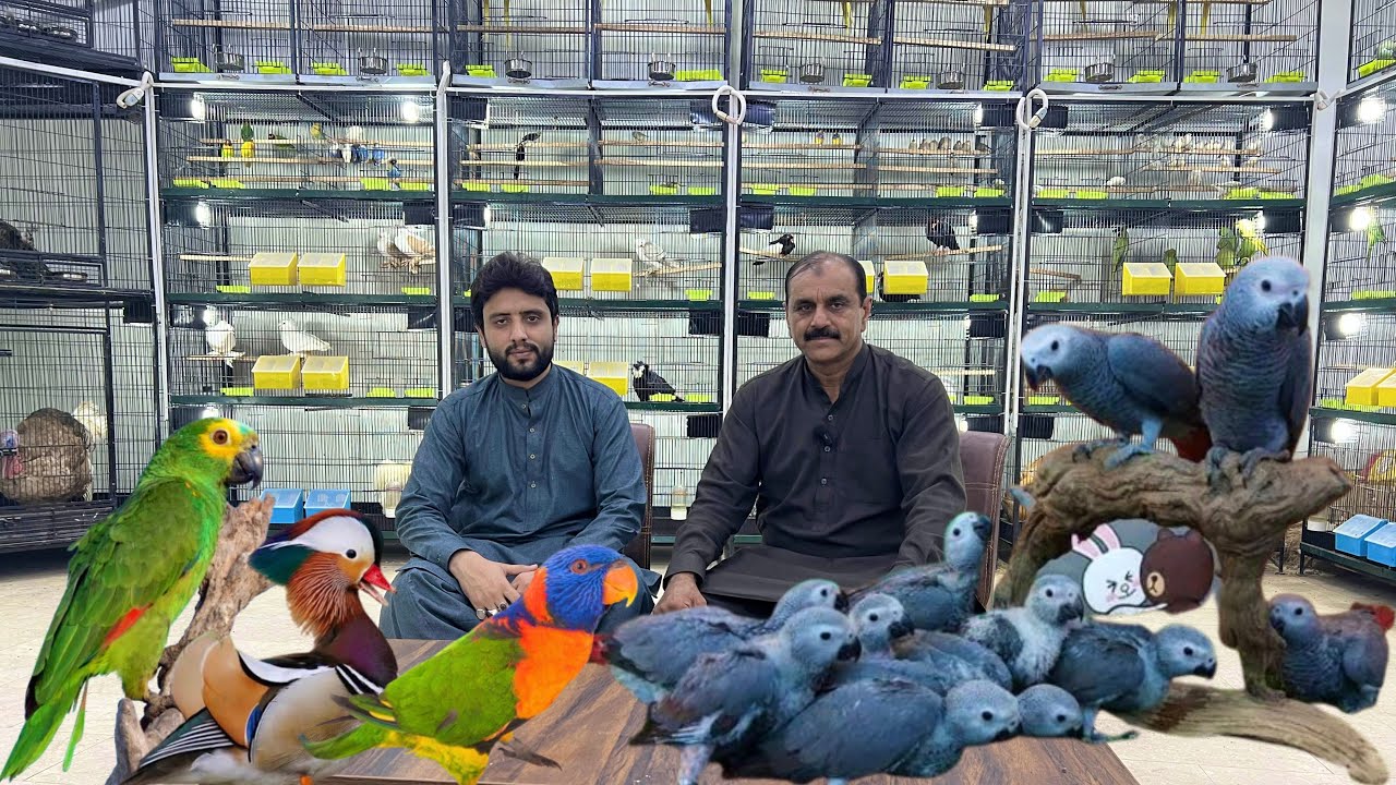 Multan Birds Market Rasheedabad 11 July 2025 | pakistan bird market | Mustaq Bhai