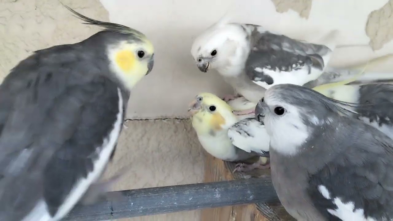 2025年2月9日　　オカメインコ里親募集