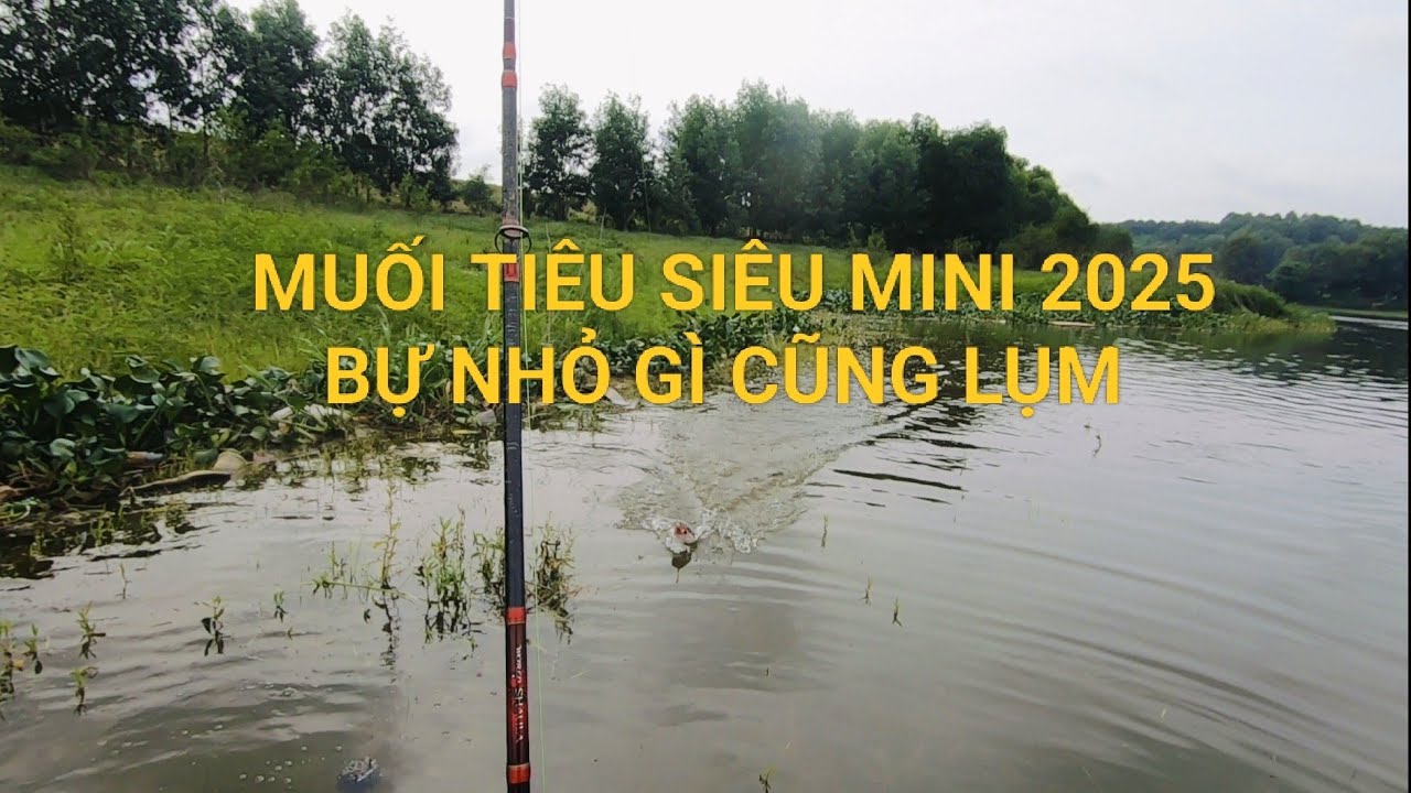 Câu cá lóc Hồ Sông Mây ,Trảng Bom - Đồng Nai.(Phần 2)