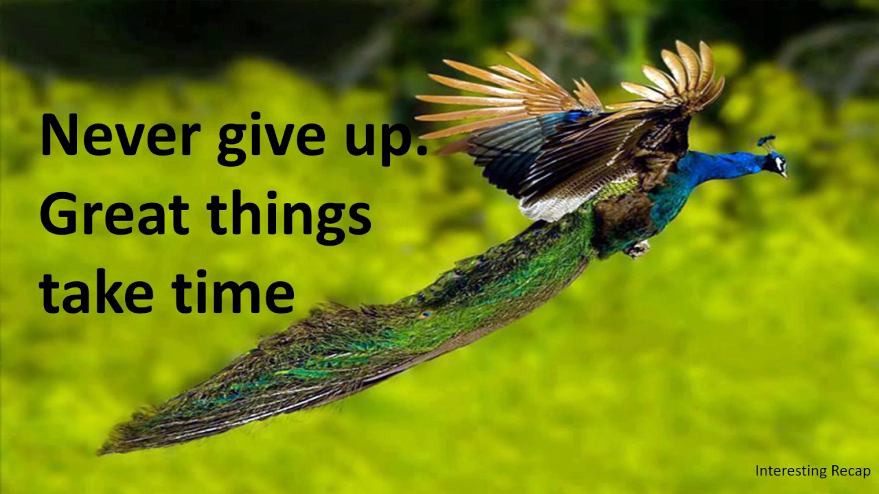 Success Quotes -  Never Give Up! | #Successquotes  #Never #Give #Up | #Quotes