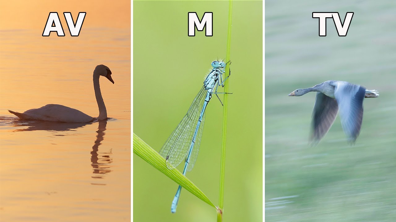 What's The Best Exposure Mode for Wildlife Photography - and Why?