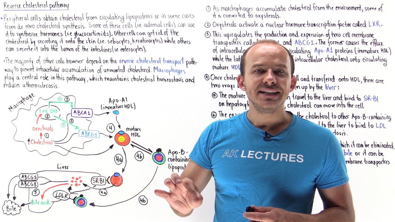 Reverse cholesterol transport pathway
