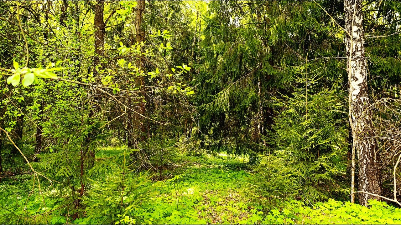 Безмятежный лесной пейзаж 🌿 Пение птиц и солнечный свет для глубокого расслабления и снятия стресса