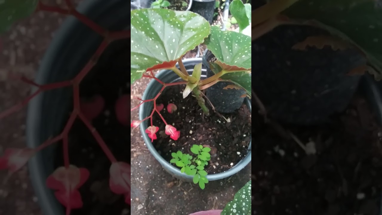 Begonia ala de Angel reproducion facil,how to propagate Angel wing begonia.