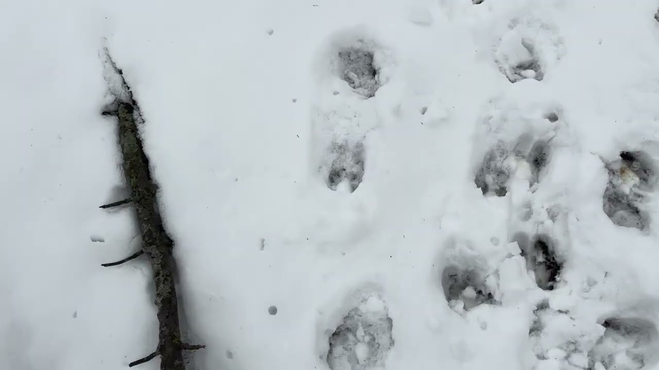 A Surprise Visitor
