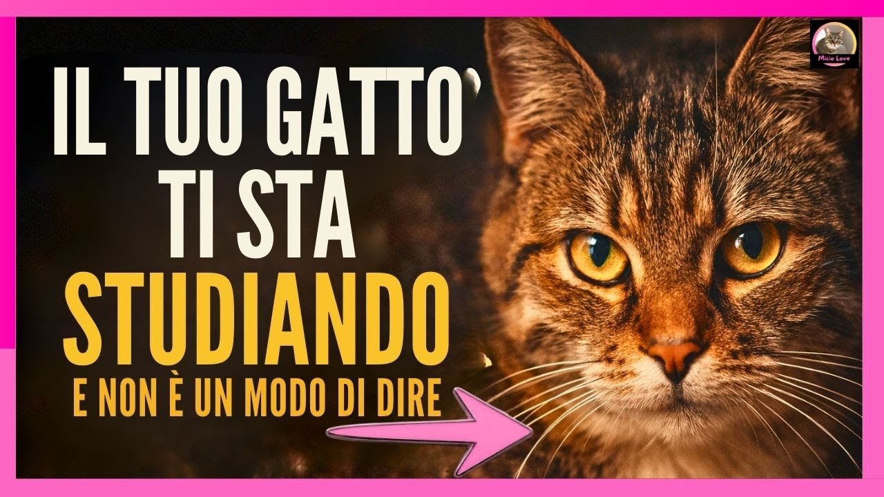Il tuo gatto sa molto più di te di quanto immagini