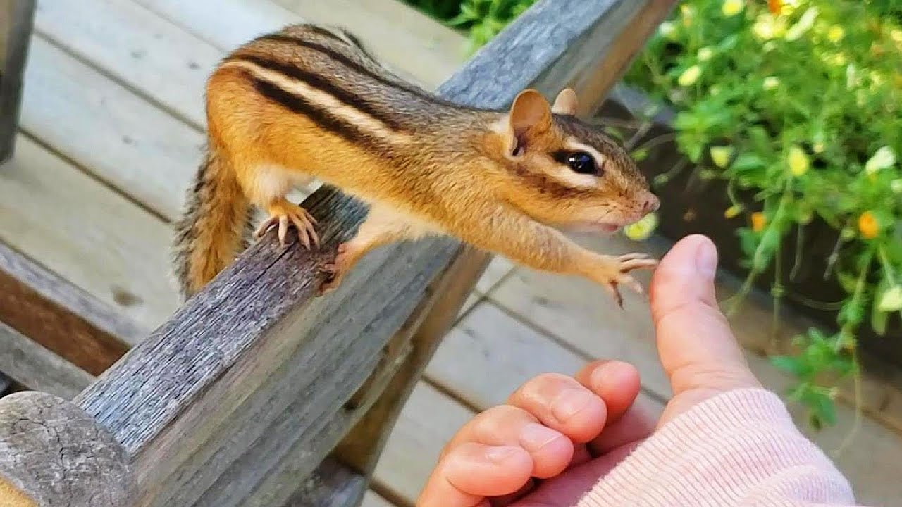 나랑 놀아주는 다람쥐 몽키 Please Play With Me Chipmunk Moonkey!
