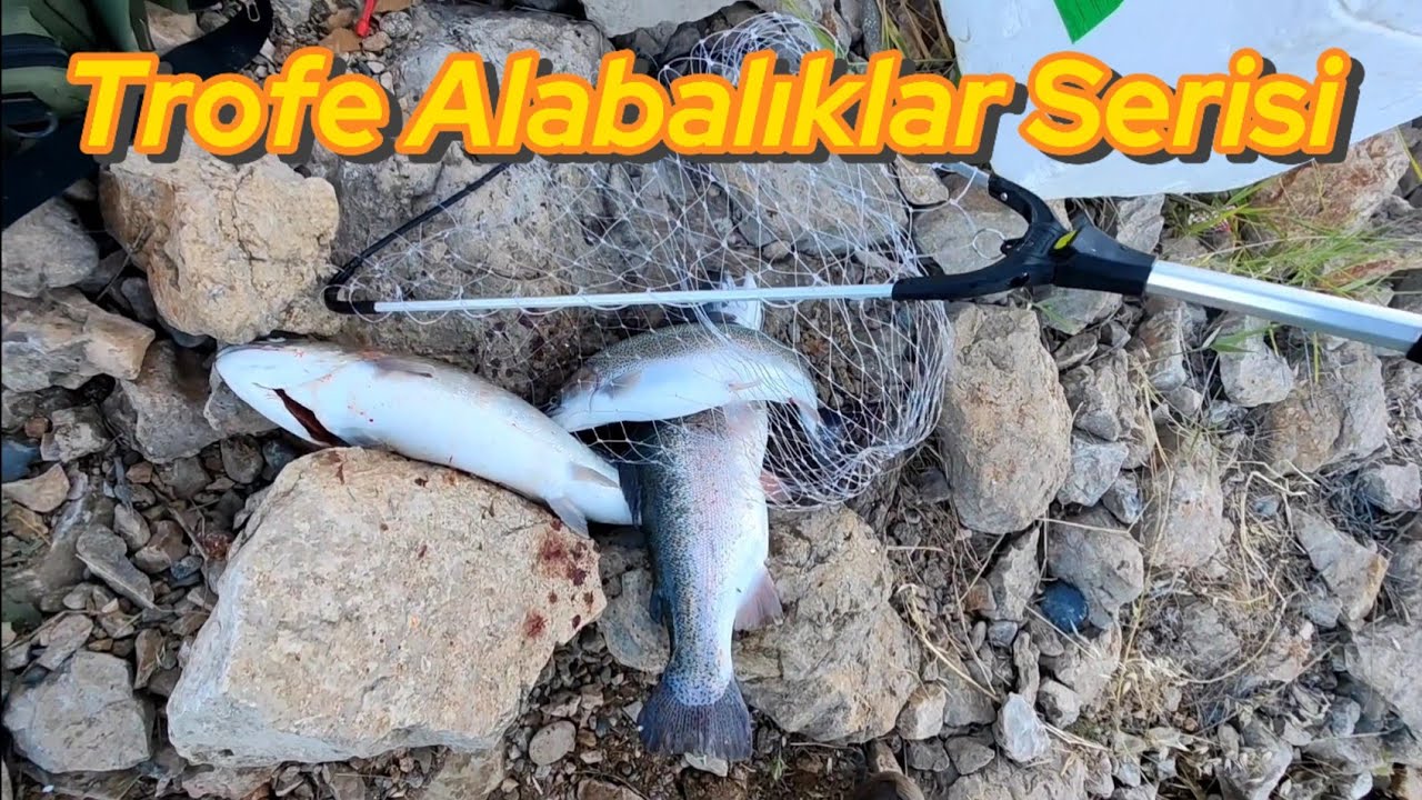Trofe Alabalık  Serisine Devam