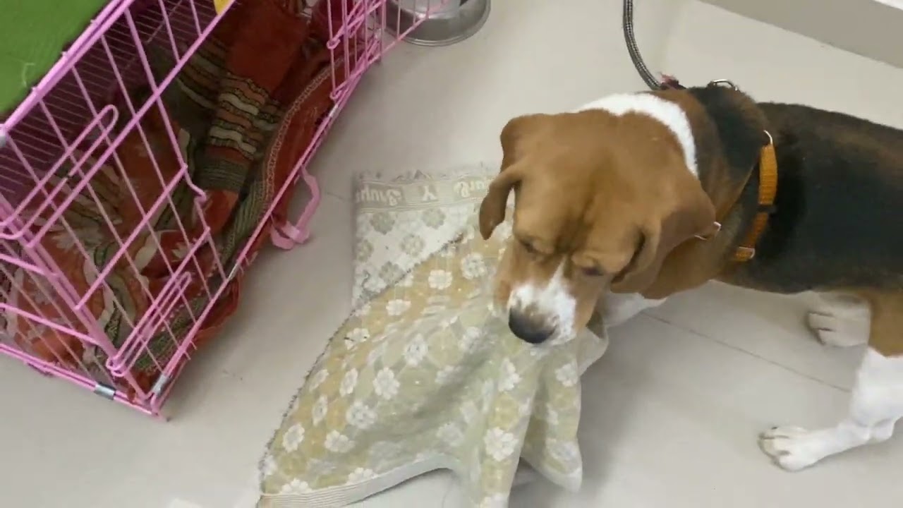 Beagy Playing with mat - 2021