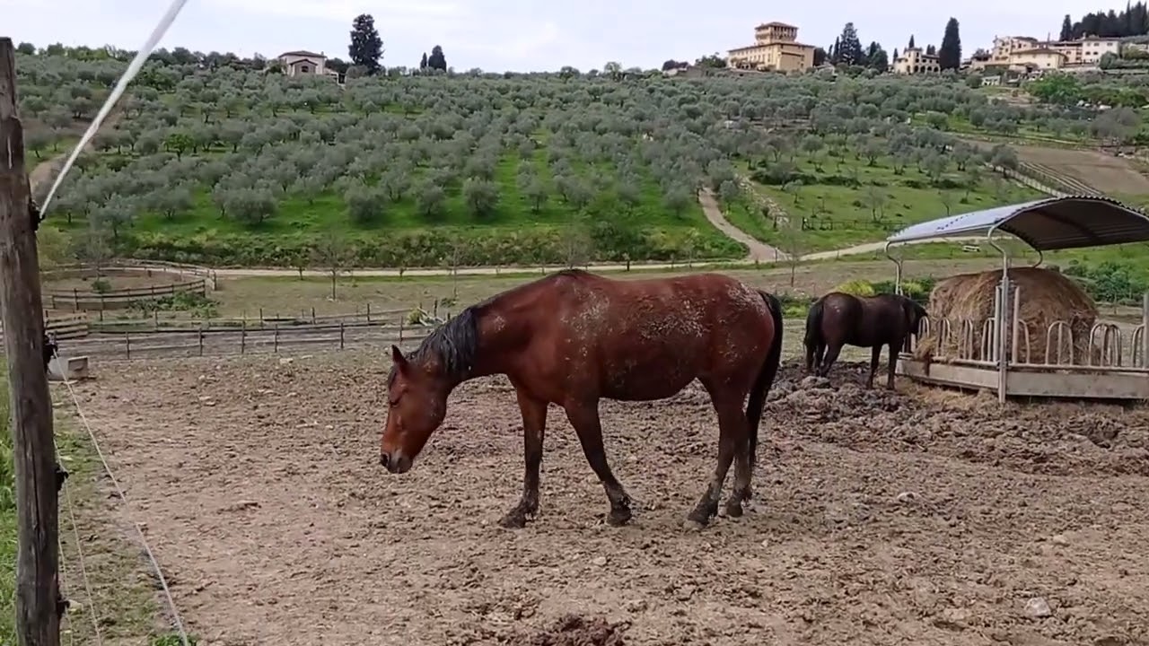 FATTORIA DI MAIANO - FIRENZE