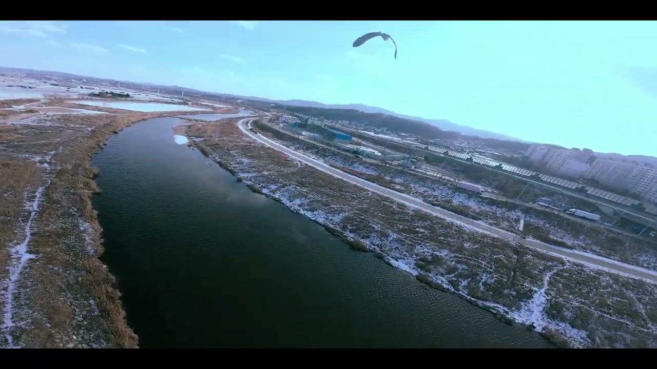 chasing the bird