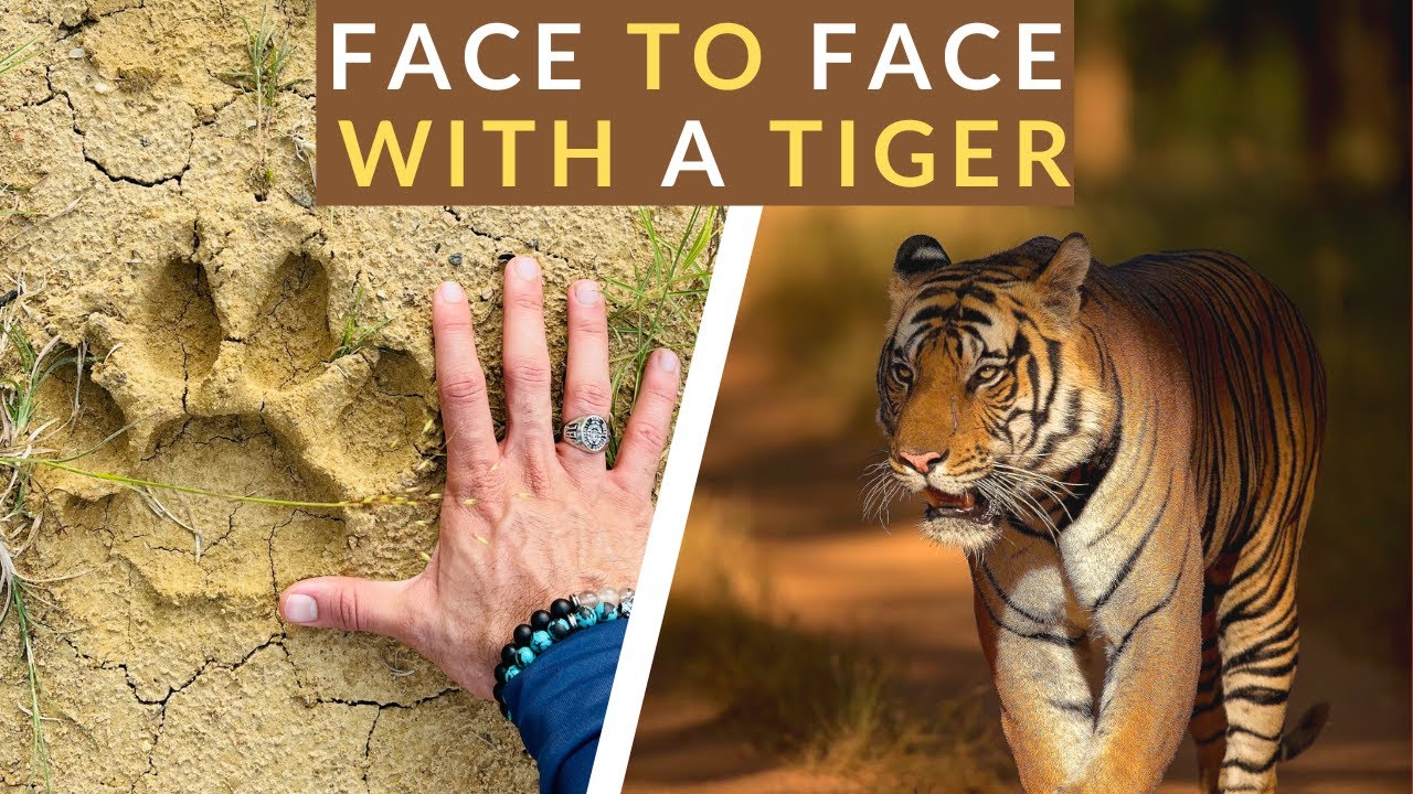 EP 2 | FACE TO FACE WITH A TIGER | Safari With Suyash Season 1 | Bandhavgarh  #SafariWithSuyash