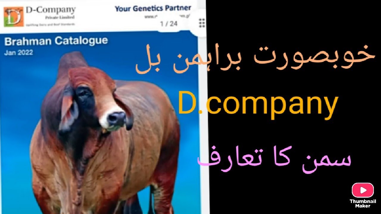 D-Company.Braman  ||Best semen company in Pakistan 2023 II Semen quality evaluation II